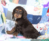 Cockapoo For Sale Sugarcreek, OH Male- Harley