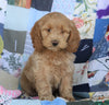 Cockapoo For Sale Sugarcreek, OH Female- Goldie