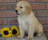 AKC Registered Golden Retriever For Sale Fredericksburg, OH Male- Benji