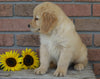 AKC Registered Golden Retriever For Sale Fredericksburg, OH Male- Benji