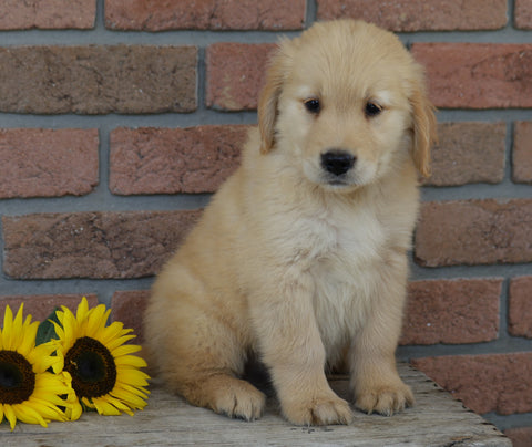 AKC Registered Golden Retriever For Sale Fredericksburg, OH Male- Benji