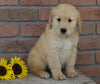 AKC Registered Golden Retriever For Sale Fredericksburg, OH Male- Benji