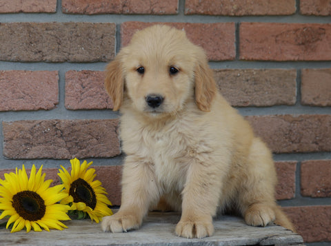AKC Registered Golden Retriever For Sale Fredericksburg, OH Female- Ellie