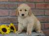 AKC Registered Golden Retriever For Sale Fredericksburg, OH Female- Ellie