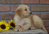 AKC Registered Golden Retriever For Sale Fredericksburg, OH Female- Ellie