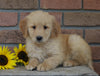 AKC Registered Golden Retriever For Sale Fredericksburg, OH Female- Ellie