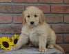 AKC Registered Golden Retriever For Sale Fredericksburg, OH Female- Ellie