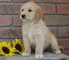 AKC Registered Golden Retriever For Sale Fredericksburg, OH Female- Tori