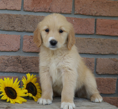AKC Registered Golden Retriever For Sale Fredericksburg, OH Female- Tori