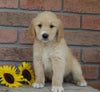 AKC Registered Golden Retriever For Sale Fredericksburg, OH Female- Tori