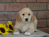 AKC Registered Golden Retriever For Sale Fredericksburg, OH Female- Tori