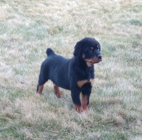 AKC Registered Rottweiler For Sale Sugarcreek OH Female-Addison