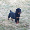 AKC Registered Rottweiler For Sale Sugarcreek OH Female-Addison