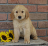 AKC Registered Golden Retriever For Sale Fredericksburg, OH Male- Cosmo