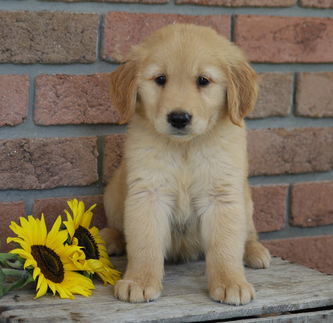 AKC Registered Golden Retriever For Sale Fredericksburg, OH Male- Cosmo