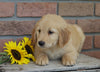 AKC Registered Golden Retriever For Sale Fredericksburg, OH Male- Cosmo