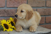 AKC Registered Golden Retriever For Sale Fredericksburg, OH Male- Cosmo