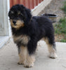 Papillon/ Miniature Poodle Mix For Sale Danville, OH Female- Pixie
