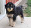Papillon/ Miniature Poodle Mix For Sale Danville, OH Female- Pixie