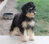 Papillon/ Miniature Poodle Mix For Sale Danville, OH Female- Pixie