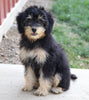 Papillon/ Miniature Poodle Mix For Sale Danville, OH Female- Pixie