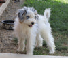 Papillon/ Miniature Poodle Mix For Sale Danville, OH Female- Patty