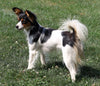 Papillon/ Miniature Poodle Mix For Sale Danville, OH Female- Daisy