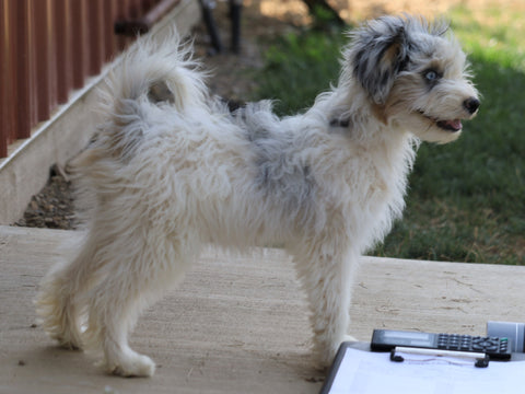 Papillon/ Miniature Poodle Mix For Sale Danville, OH Female- Patty