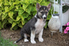 German Shepherd/ Siberian Husky Mix For Sale Millersburg, OH Male- Ruger