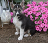 German Shepherd/ Siberian Husky Mix For Sale Millersburg, OH Male- Ruger