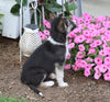 German Shepherd/ Siberian Husky Mix For Sale Millersburg, OH Male- Ruger