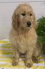 Goldendoodle For Sale Sugarcreek OH Female-Bailey