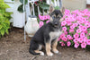 German Shepherd/ Siberian Husky Mix For Sale Millersburg, OH Female- Isabelle