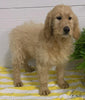 Goldendoodle For Sale Sugarcreek OH Female-Bailey