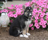 German Shepherd/ Siberian Husky Mix For Sale Millersburg, OH Female- Talia