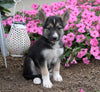 German Shepherd/ Siberian Husky Mix For Sale Millersburg, OH Male- Harley