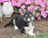 German Shepherd/ Siberian Husky Mix For Sale Millersburg, OH Male- Harley