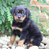AKC Registered Rottweiler Puppy For Sale Shreve, OH Male- Diesel