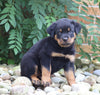 AKC Registered Rottweiler Puppy For Sale Shreve, OH Male- Riley