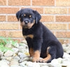 AKC Registered Rottweiler Puppy For Sale Shreve, OH Female- Bella