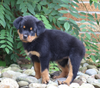 AKC Registered Rottweiler Puppy For Sale Shreve, OH Female- Molly
