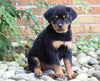 AKC Registered Rottweiler Puppy For Sale Shreve, OH Female- Luna