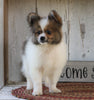 CKC Registered Pomeranian For Sale Millersburg, OH Male- Joel