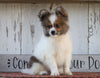 CKC Registered Pomeranian For Sale Millersburg, OH Male- Joel