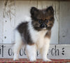 ACA Registered Pomeranian For Sale Millersburg, OH Male- Dakota