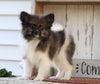 ACA Registered Pomeranian For Sale Millersburg, OH Male- Dakota