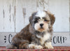 Shih Tzu For Sale Millersburg, OH Male- Tyson