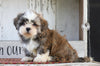Shih Tzu For Sale Millersburg, OH Male- Tyson