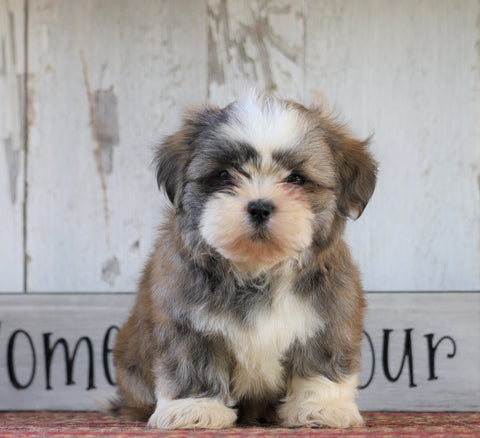 Shih Tzu For Sale Millersburg, OH Male- Tyson