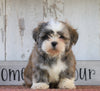 Shih Tzu For Sale Millersburg, OH Male- Tyson